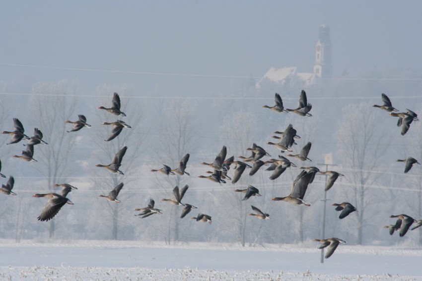 Birds flying low could be a sign of bad weather on the way.  Photo courtesy Pixabay.