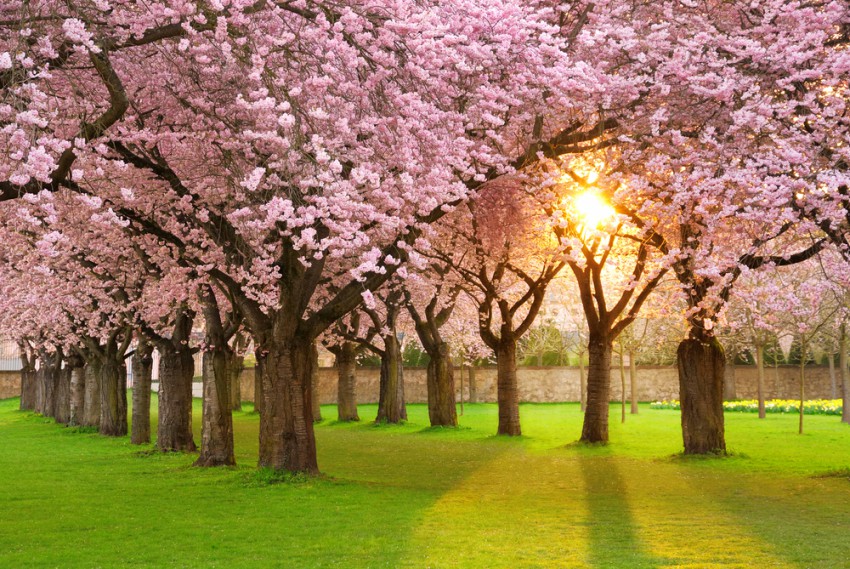 Las flores del cerezo en un parque (c) Smileus / shutterstock