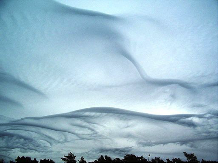 Undulatus asperatus