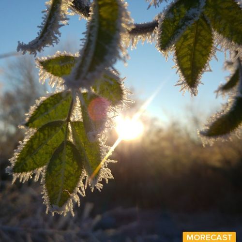 Wulfen in Deutschland, Morecast User: Dreas