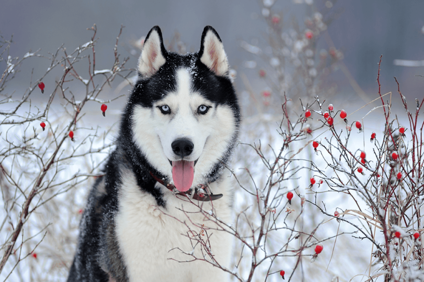 Diesem Husky macht die Kälte sicher nichts aus, den meisten MitteleuropäerInnen aber schon. (c) shutterstock/ Sergey Bogdanov