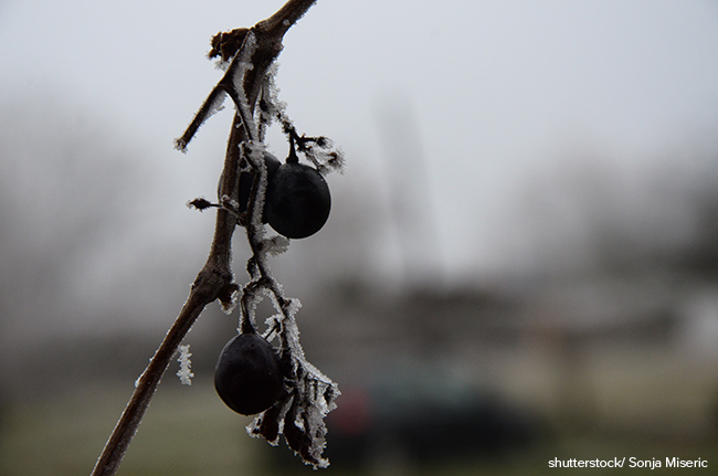 Eine blaue Traube mit Frost und Eis.