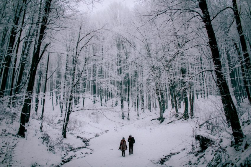 Waldspaziergang im Winter