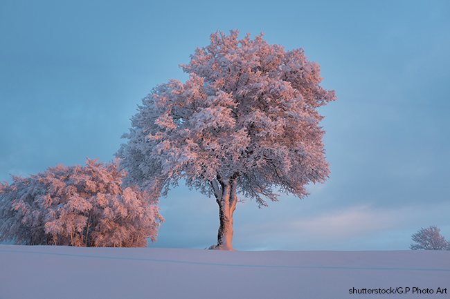 Baum mit Raureif.