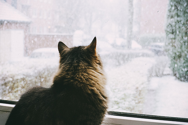 Katze sieht aus dem Fenster während es schneit.