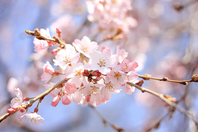 Cherry blossom