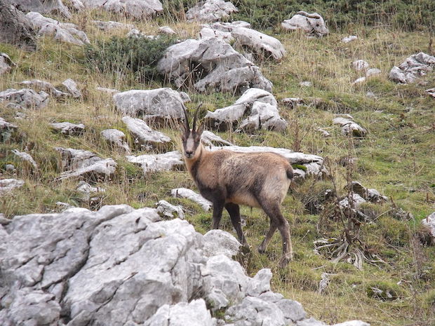 Parco Nazionale d'Abruzzo (c) Massimiliano Marcelli