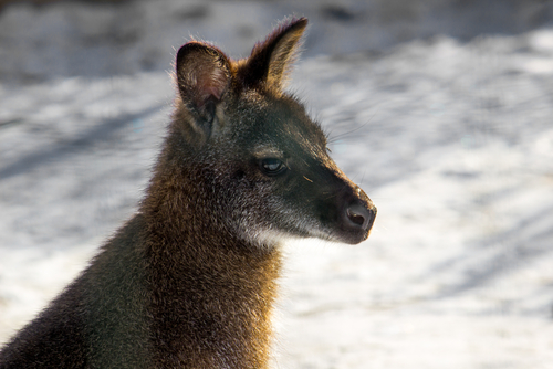 Australian cold Kangaroo in the snow