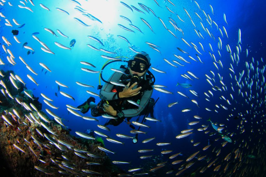 A scuba diver in a swarm of fish (c) shutterstock.com/Rich Carey