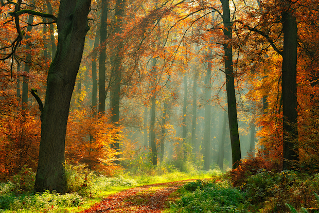 Herbstlicher Wald (c) shutterstock.com /dugdax