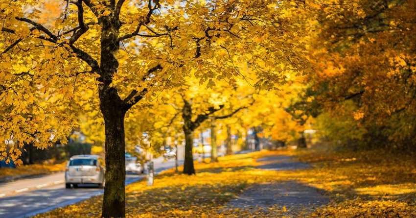 Ein Auto im Herbst auf einer Straße. Überall liegt gelbes Laub.