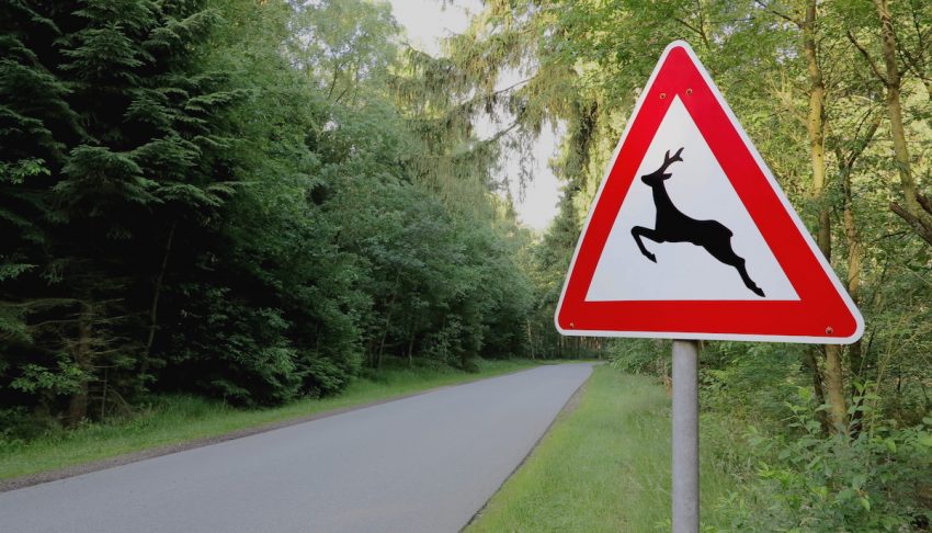 Warnschild Wildwechsel auf einer Landstraße (c) shutterstock.com/diversitiy