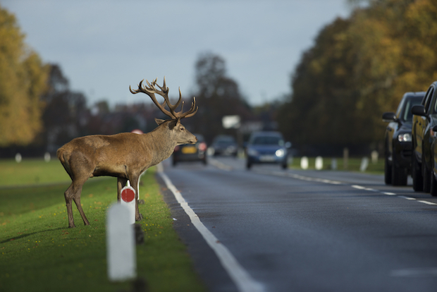 Wildtiere sind oft in Gruppen unterwegs. Daher ist besondere Vorsicht geboten, wenn bereits ein Tier die Straße überquert hat. © shutterstock.com/Jamie Hall