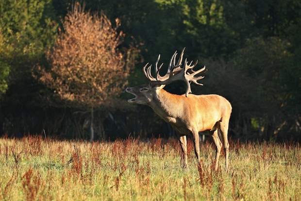 Im Herbst beginnt die Brunftzeit beim Rot- und Damwild. © shutterstock.com/PhotocechCZ