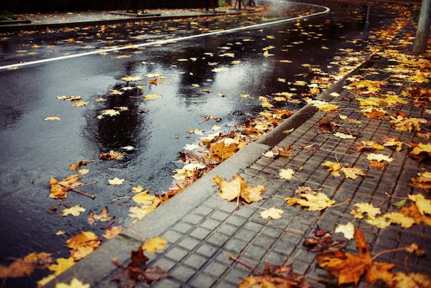 Laub auf nasser Straße ist beinahe so gefährlich wie Glatteis. ©shutterstock.com/calvindexter