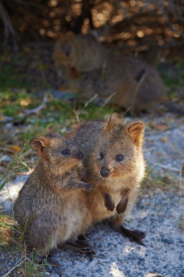 Quokkas © Tourism Western Australia