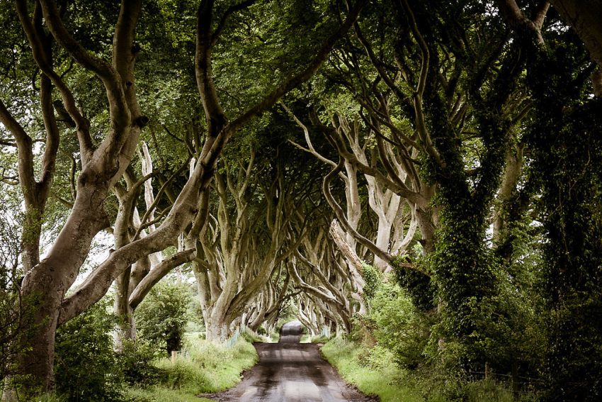 Nordirland hält vor allem im Winter einen ganz besonderen Zauber bereit. Für alle, denen die Wartezeit auf die kommende Game of Thrones-Staffel viel zu lange dauert, kann sie z.B. mit einem Besuch der berühmten Baumallee nach "Winterfell" verkürzen. © Tourism Ireland